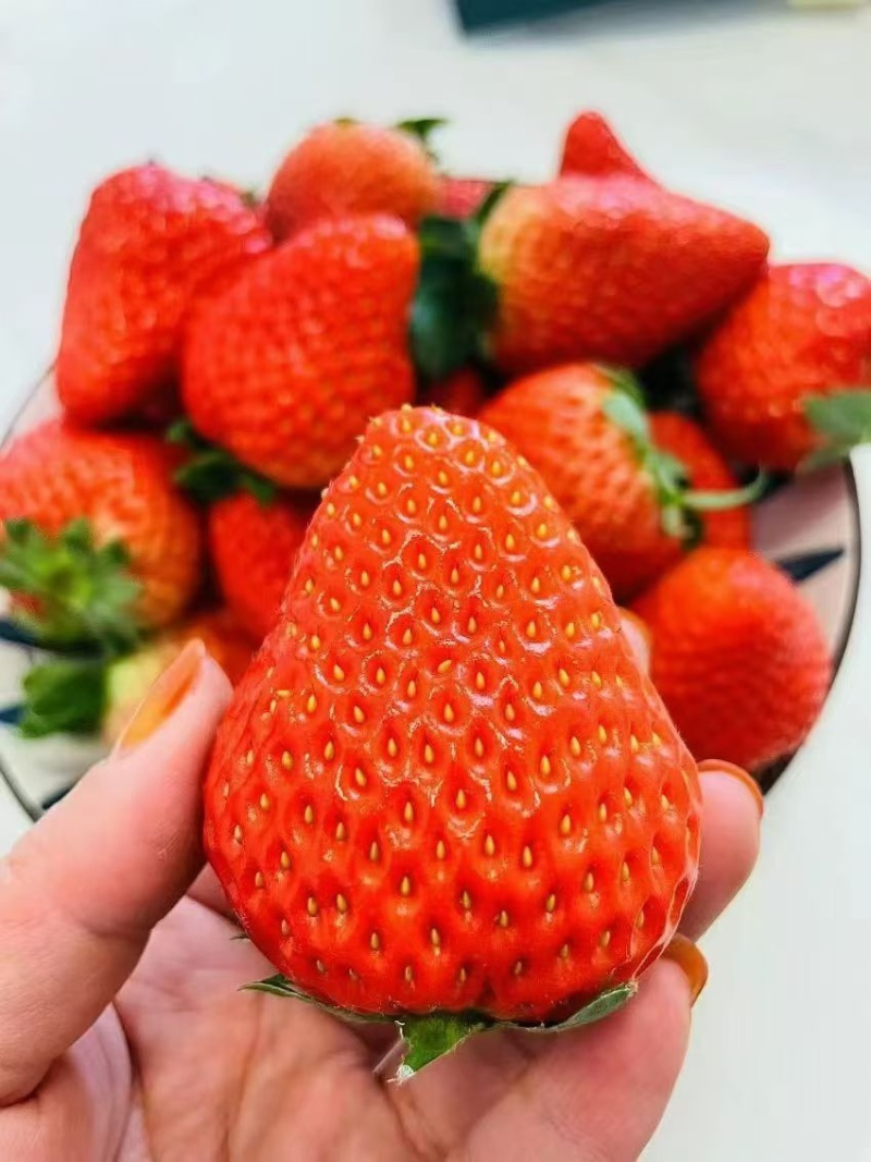 长丰红颜草莓，大量上市，优质产品，诚信代办，欢迎来电洽谈