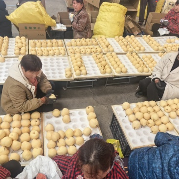 山西临猗贡梨大量上市规格好质量优量大从优