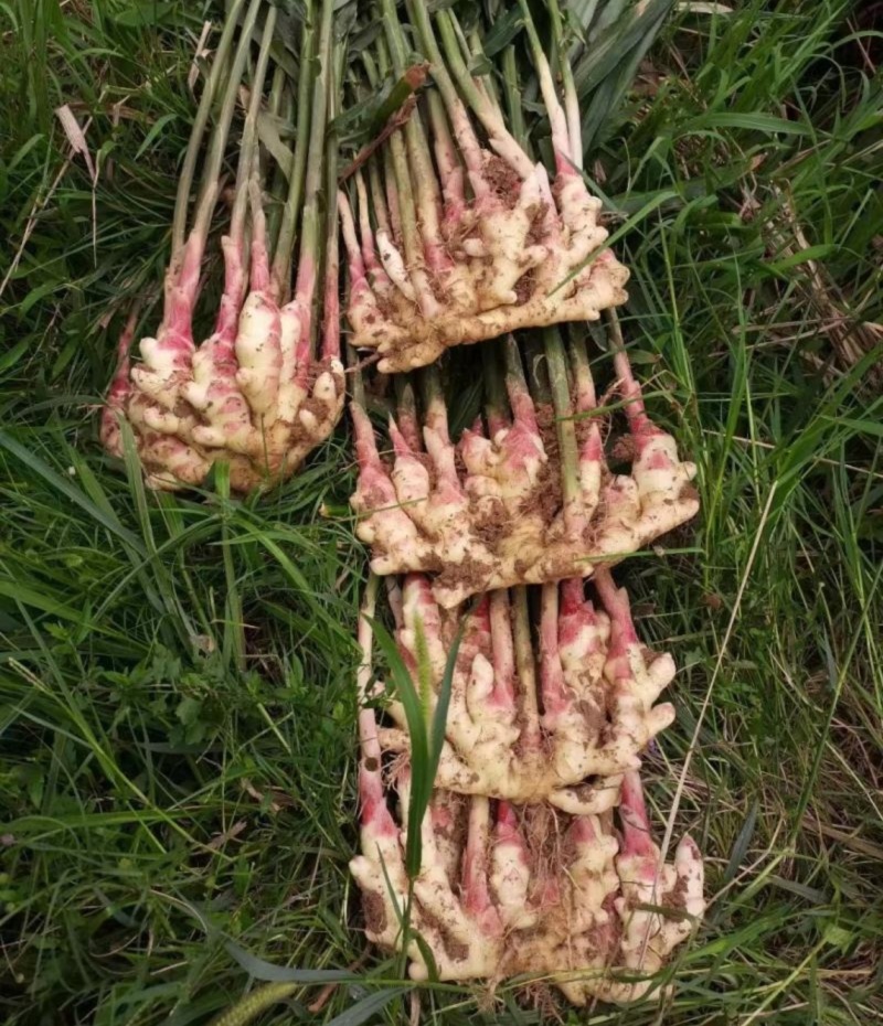 山区现挖无硫生姜