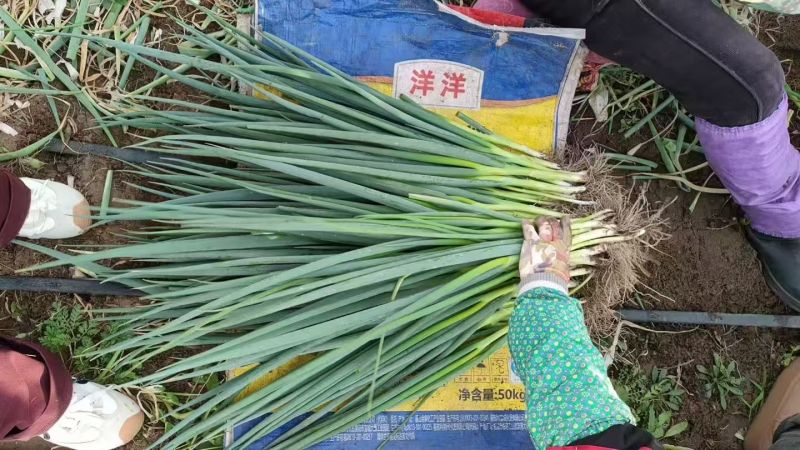 《精选》东北四季小香葱大量上市中保质保量一条龙服务