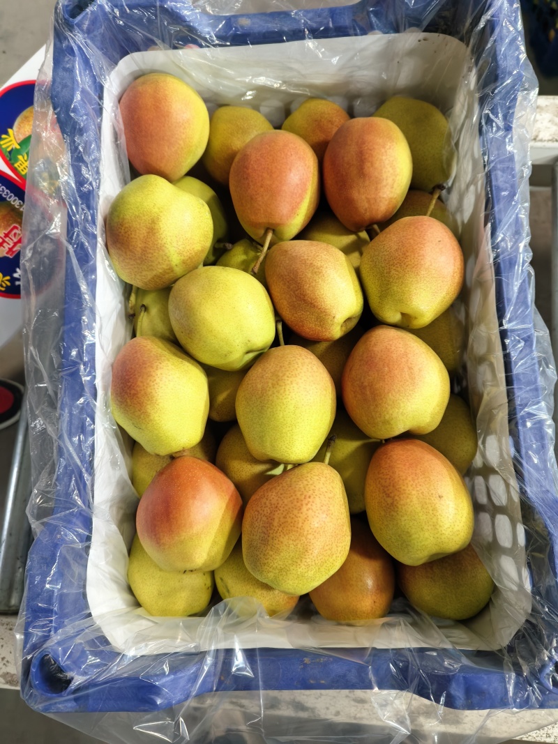 陕西红香酥梨，香梨红香酥筐子装大量上市