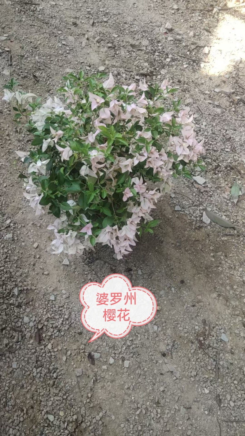三角梅盆景，绿化美化电商货齐全，自家基地直发