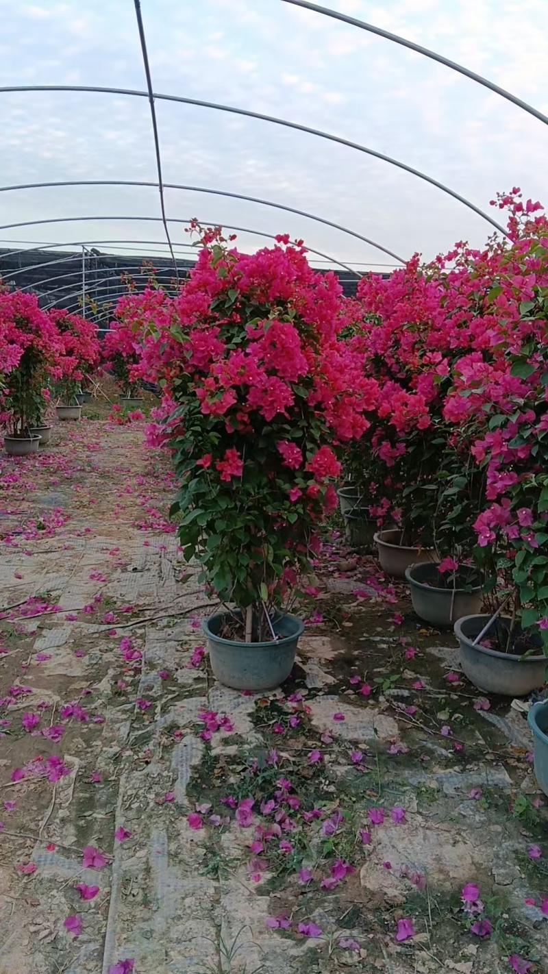 三角梅盆景，绿化美化电商货齐全，自家基地直发
