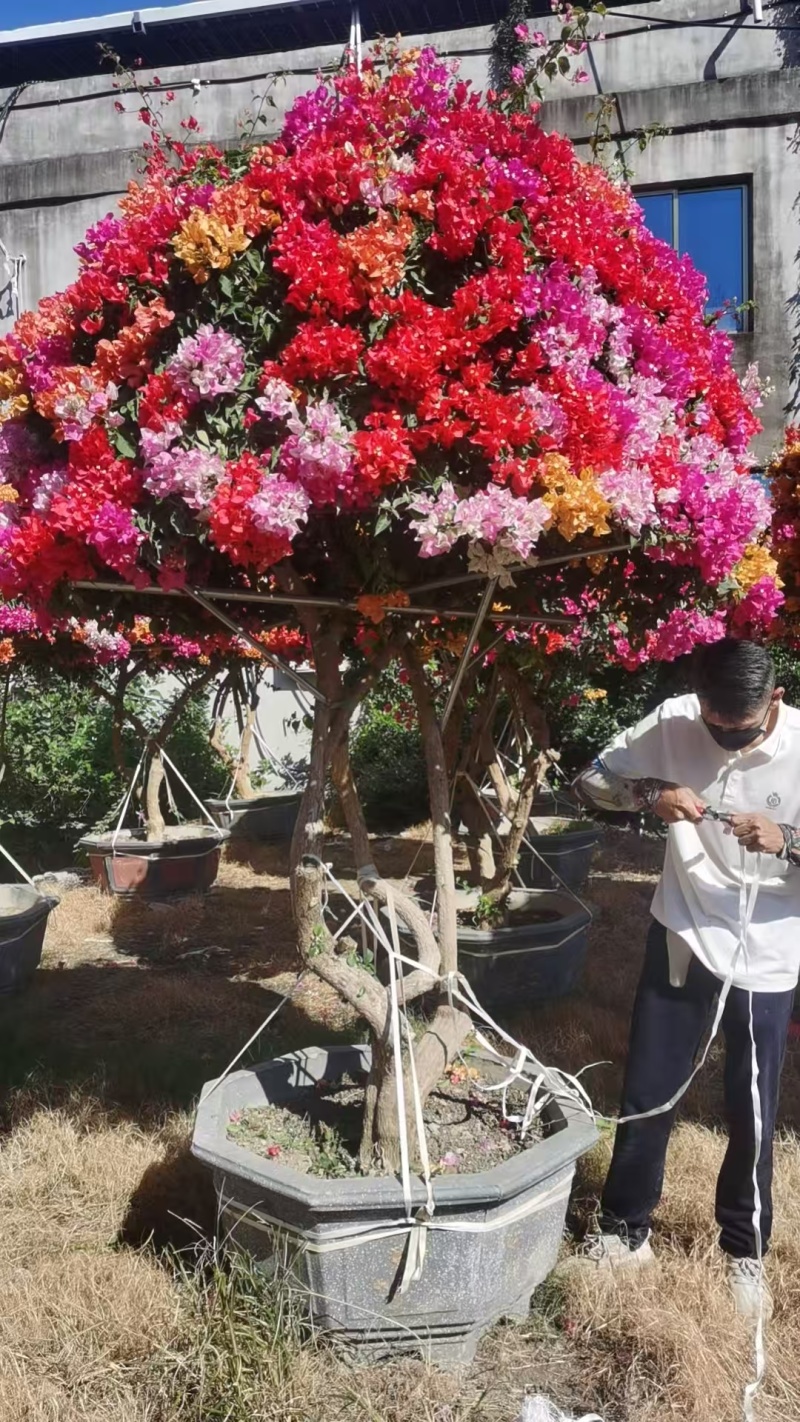 三角梅盆景，绿化美化电商货齐全，自家基地直发