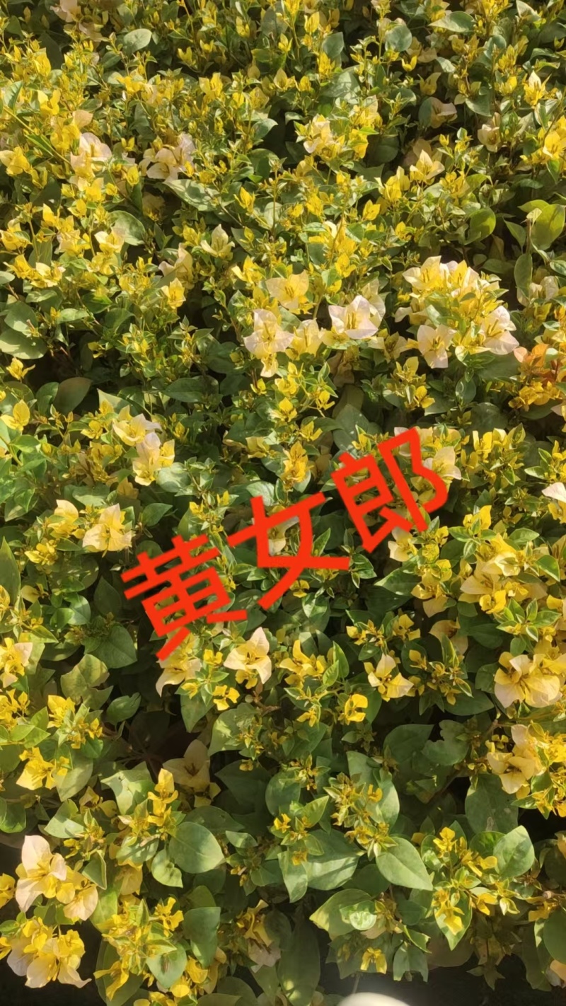 三角梅盆景，绿化美化电商货齐全，自家基地直发