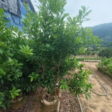 东魁杨梅，东魁杨梅嫁接苗，东魁杨梅苗35袋子，3公分