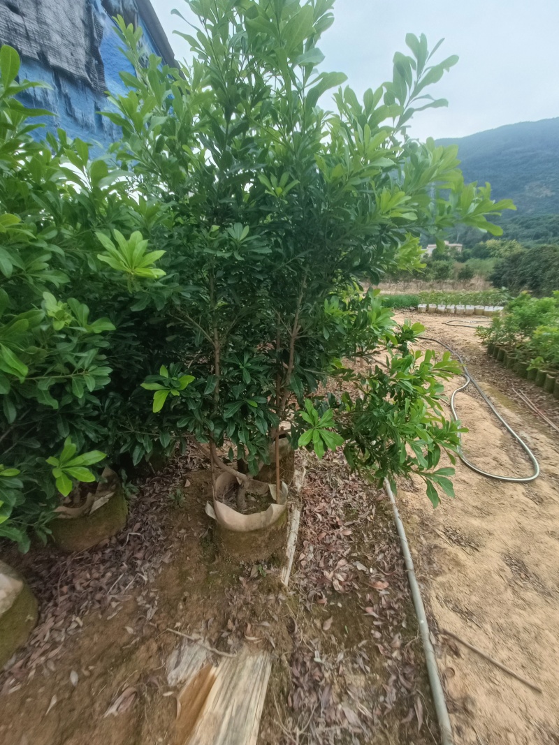 东魁杨梅，东魁杨梅嫁接苗，东魁杨梅苗35袋子，3公分