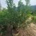 东魁杨梅，东魁杨梅嫁接苗，东魁杨梅苗35袋子，3公分