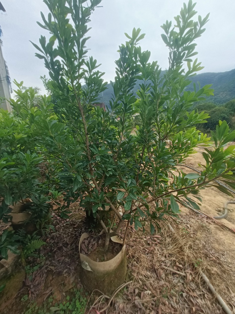 东魁杨梅，东魁杨梅嫁接苗，东魁杨梅苗35袋子，3公分