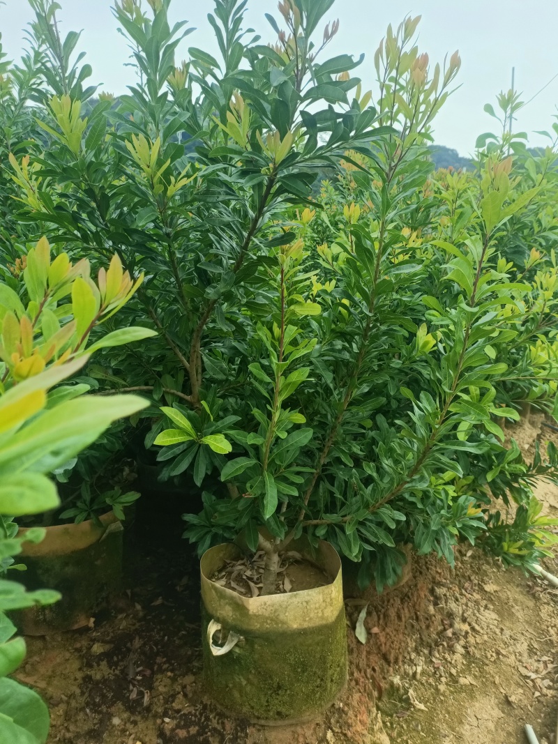 东魁杨梅，东魁杨梅嫁接苗，东魁杨梅苗35袋子，3公分