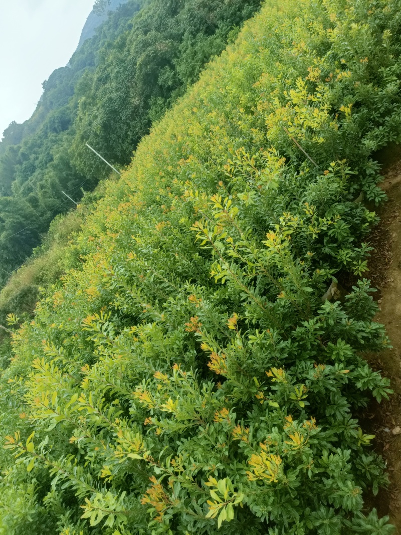 东魁杨梅，东魁杨梅嫁接苗，东魁杨梅苗35袋子，3公分