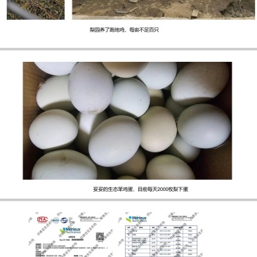 武汉黄陂木兰梨园土鸡蛋
