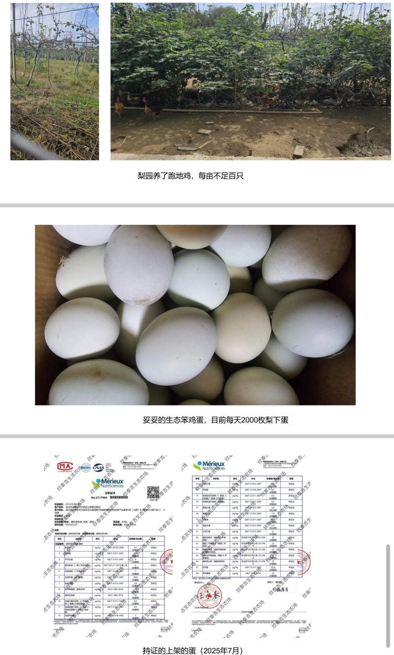 武汉黄陂木兰梨园土鸡蛋