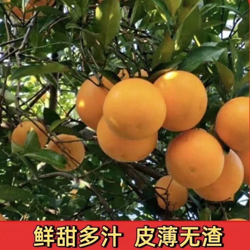 麻阳冰糖橙，产地一手货源量大优惠，可以视频看货欢迎合作