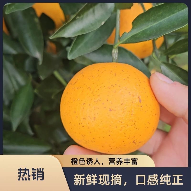 麻阳冰糖橙，产地一手货源量大优惠，可以视频看货欢迎合作