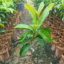 黄晶果苗，黄晶果嫁接苗，黄晶果六号布袋苗。
