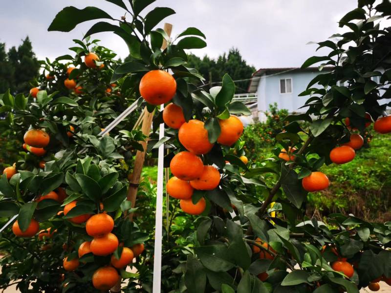 精品金秋砂糖橘产地直发皮薄多汁货源充足量大从优欢迎咨询