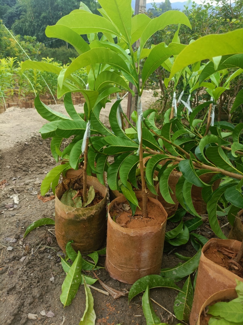 黄晶果苗，黄晶果嫁接苗，黄晶果六号布袋苗。