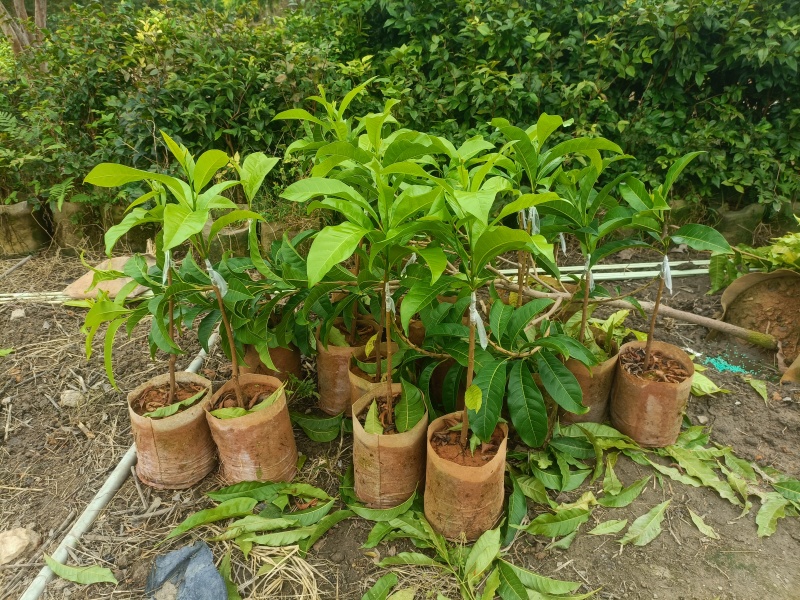 黄晶果苗，黄晶果嫁接苗，黄晶果六号布袋苗。