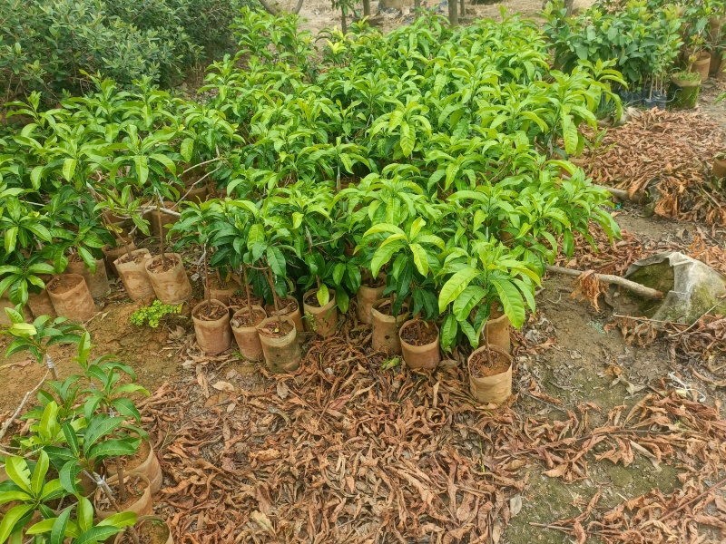 黄晶果苗，黄晶果嫁接苗，黄晶果六号布袋苗。