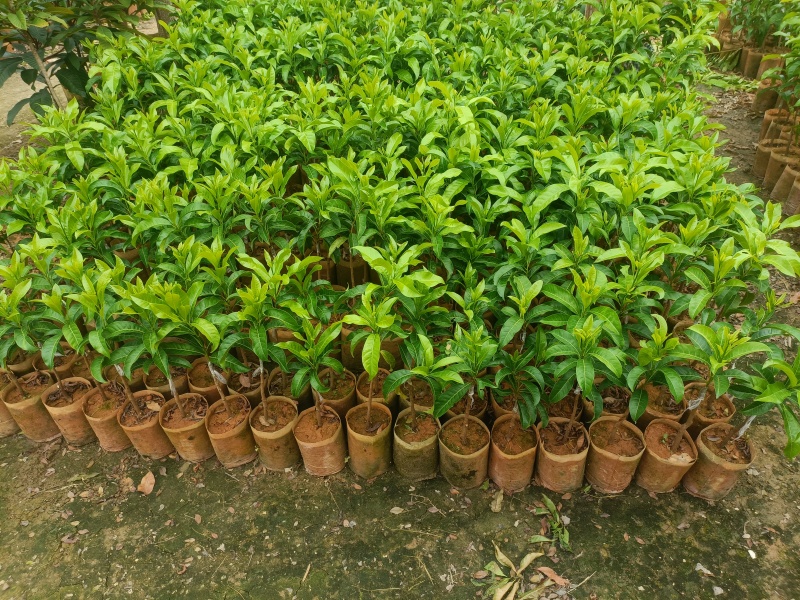 黄晶果苗，黄晶果嫁接苗，黄晶果六号布袋苗。
