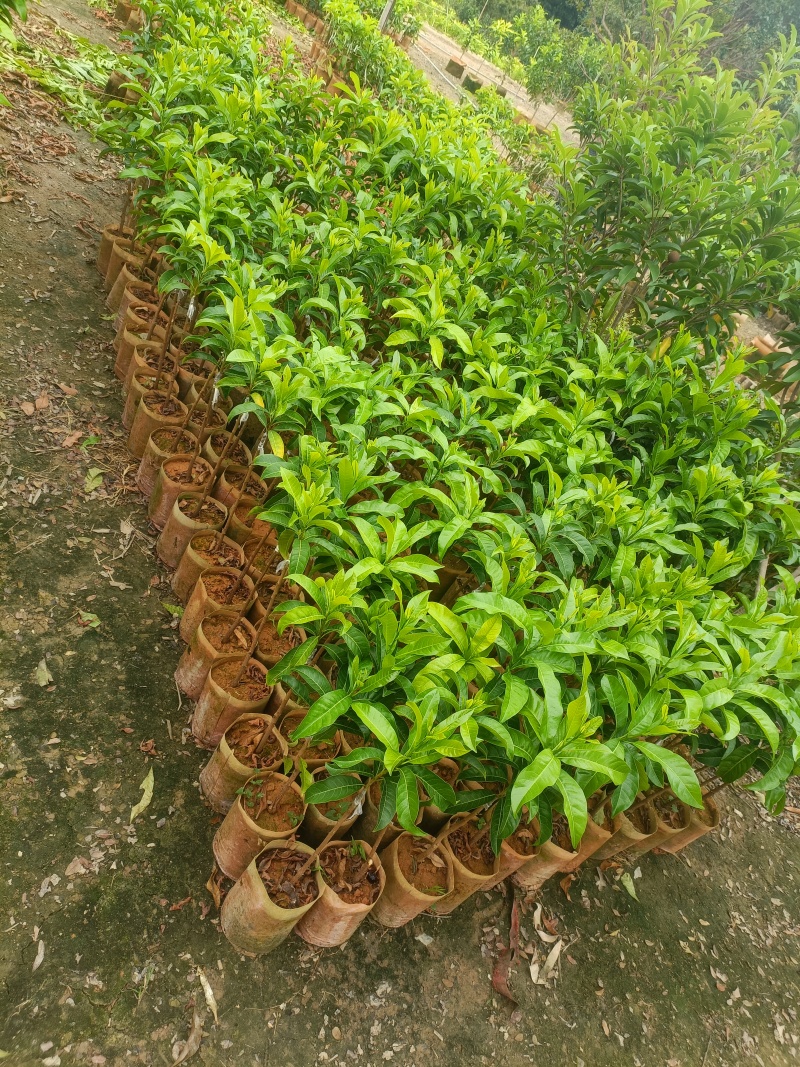 黄晶果苗，黄晶果嫁接苗，黄晶果六号布袋苗。
