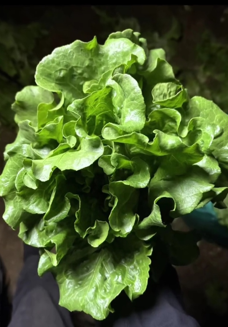 【实力】意大利生菜大量接单产地直发量大从优欢迎来电