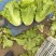 【实力】意大利生菜大量接单产地直发量大从优欢迎来电