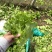 【实力】意大利生菜大量接单产地直发量大从优欢迎来电