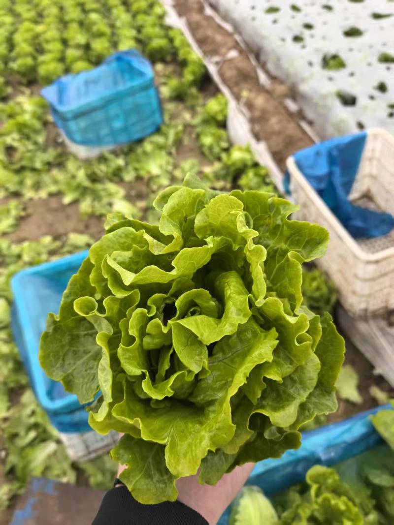 【实力】意大利生菜大量接单产地直发量大从优欢迎来电