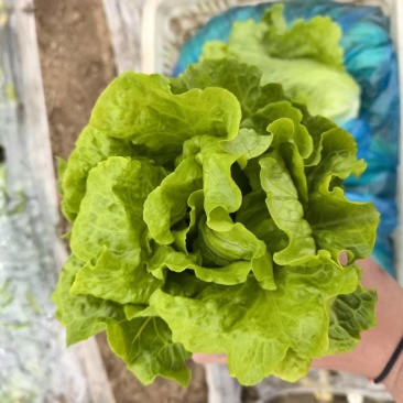 【推荐】意大利生菜基地直发品质保证诚信合作量大从优