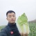 帝皇一号，中颗黄心大白菜净菜3456斤，个头匀实。