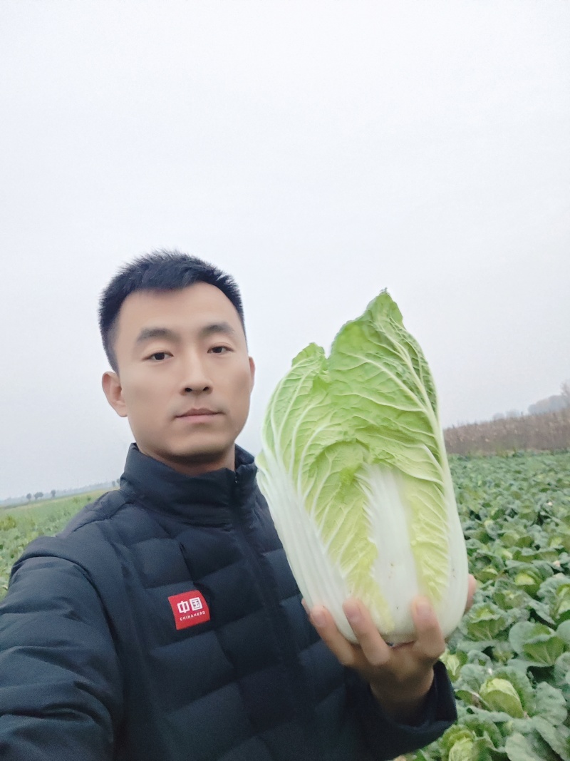 帝皇一号，中颗黄心大白菜净菜3456斤，个头匀实。