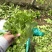 意大利生菜大量接单供应北京上海天津杭州苏州等欢迎来电