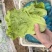 意大利生菜大量接单供应北京上海天津杭州苏州等欢迎来电