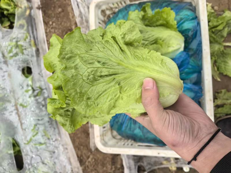 意大利生菜大量接单供应北京上海天津杭州苏州等欢迎来电