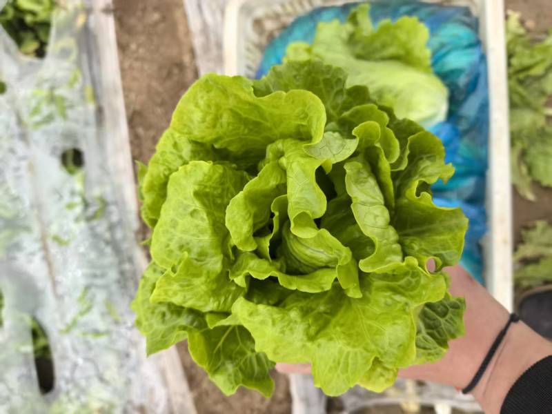 意大利生菜大量接单供应北京上海天津杭州苏州等欢迎来电