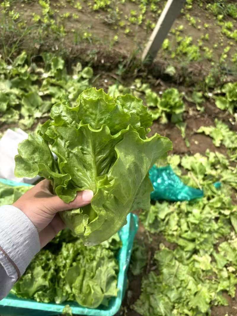 意大利生菜大量接单供应北京上海天津杭州苏州等欢迎来电