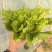 意大利生菜大量接单供应北京上海天津杭州苏州等欢迎来电