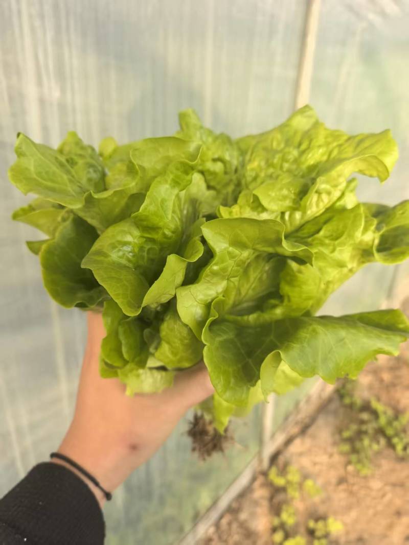 意大利生菜大量接单供应北京上海天津杭州苏州等欢迎来电