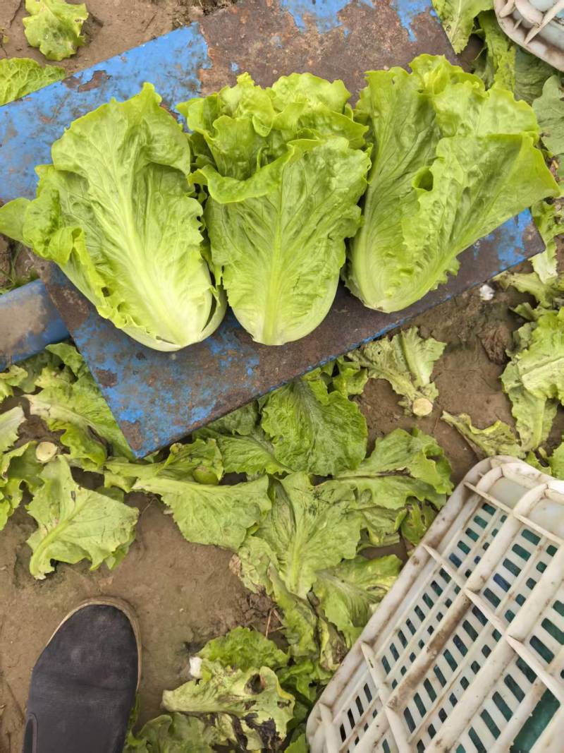 意大利生菜大量接单供应北京上海天津杭州苏州等欢迎来电