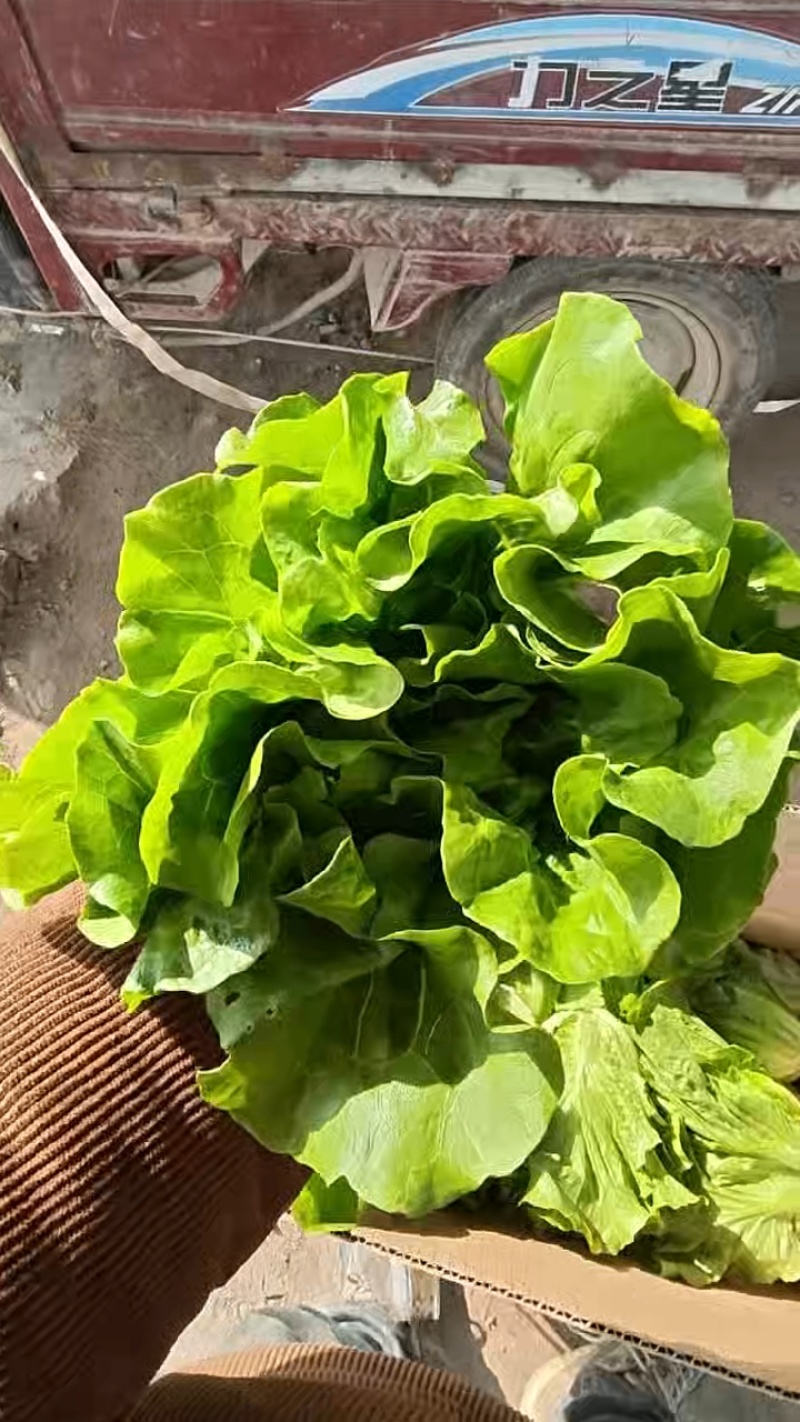 意大利生菜大量接单供应北京上海天津杭州苏州等欢迎来电