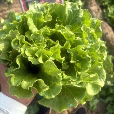 【实力】意大利生菜大量接单产地直发量大从优欢迎来电