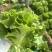 【实力】意大利生菜大量接单产地直发量大从优欢迎来电