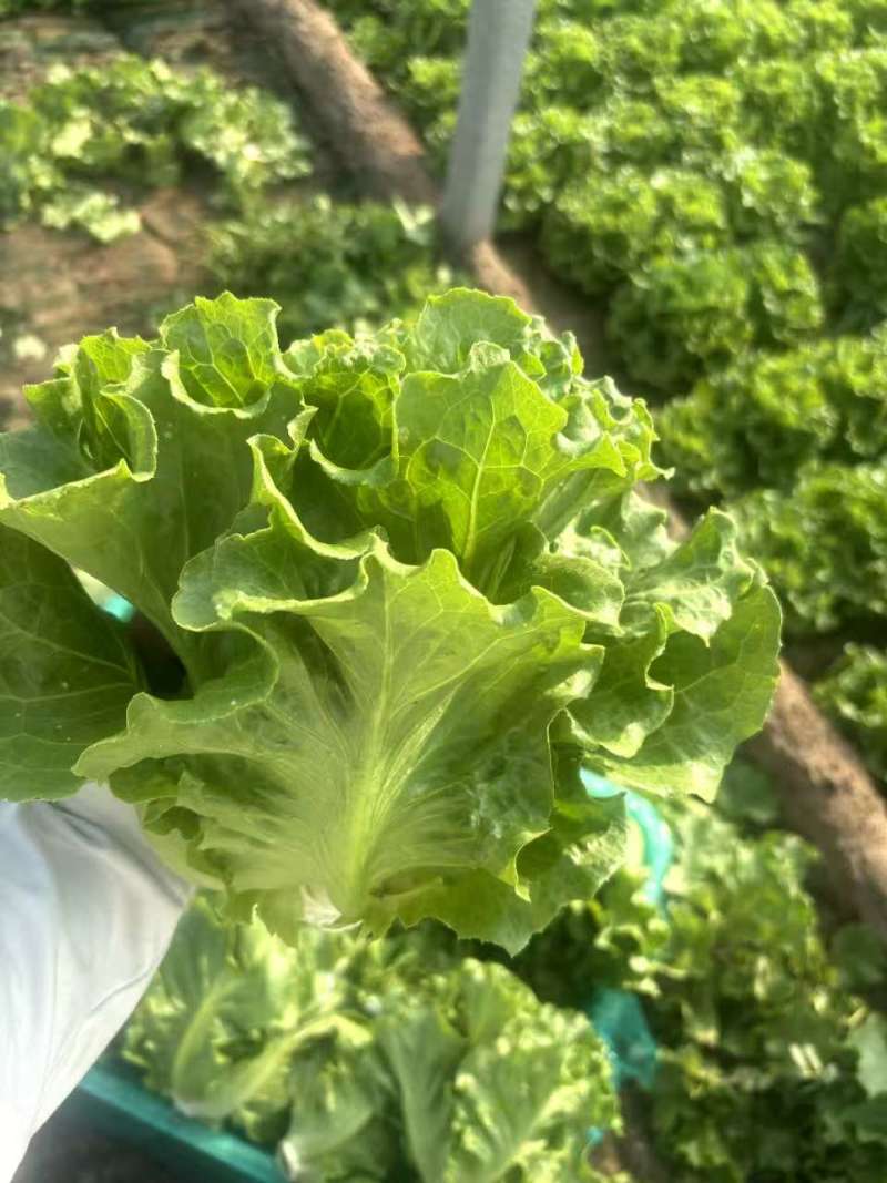 【实力】意大利生菜大量接单产地直发量大从优欢迎来电