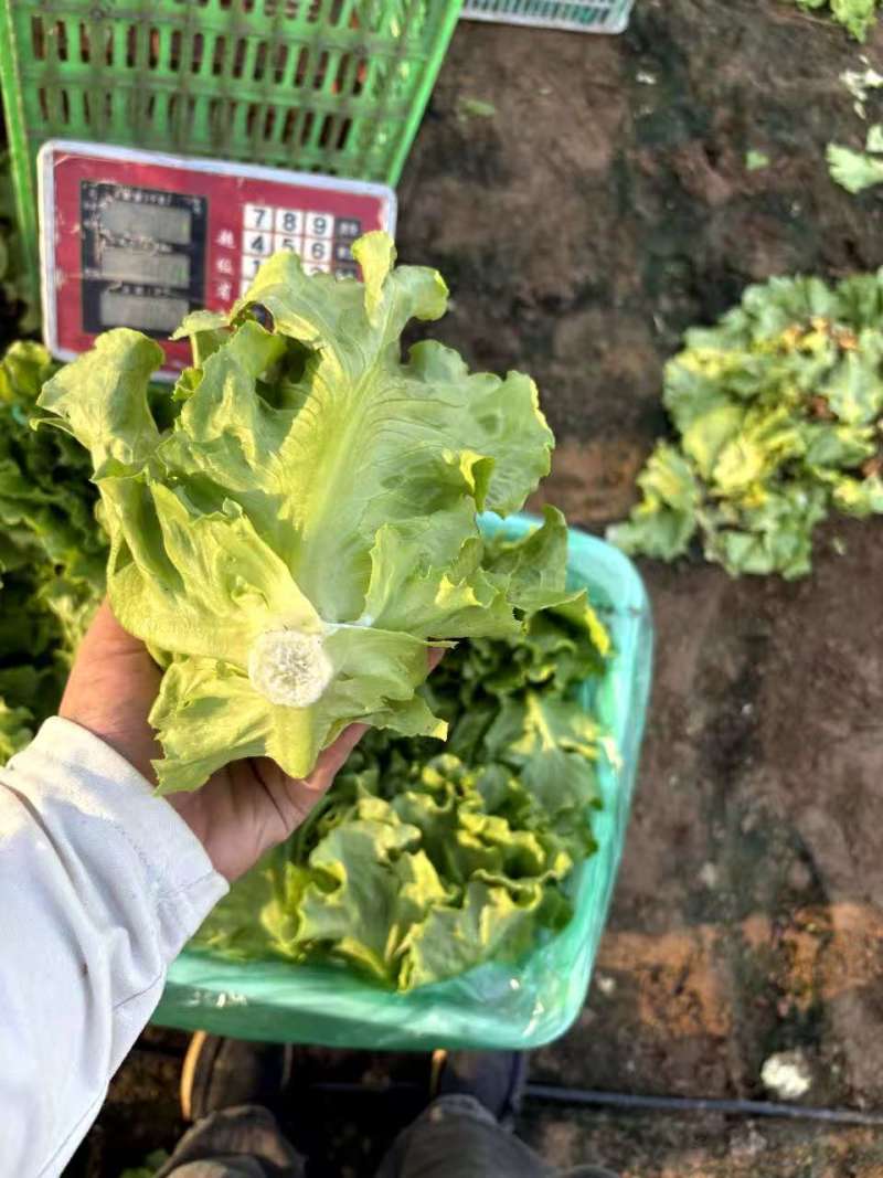 【实力】意大利生菜大量接单产地直发量大从优欢迎来电