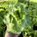 【实力】意大利生菜大量接单产地直发量大从优欢迎来电