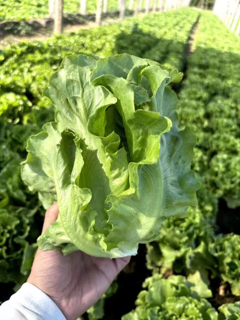 【实力】意大利生菜大量接单产地直发量大从优欢迎来电