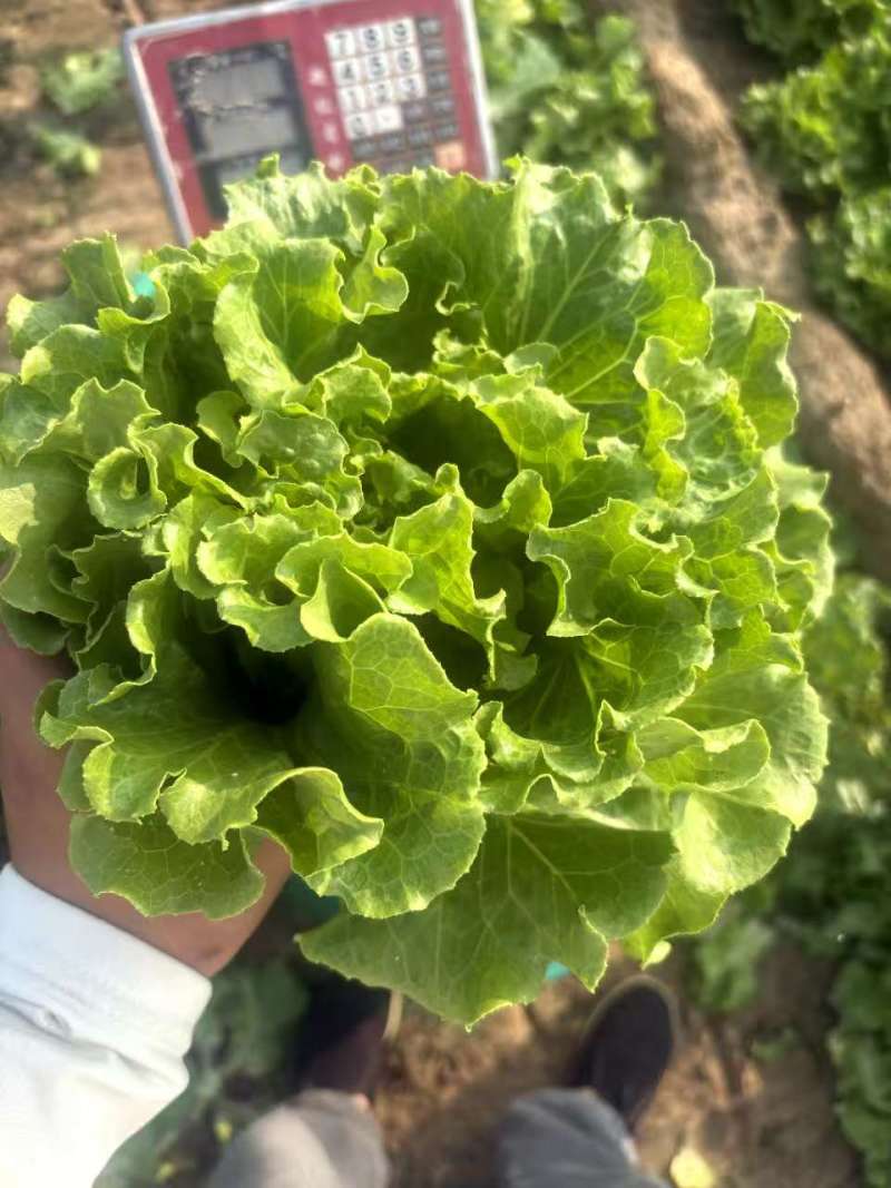 【实力】意大利生菜大量接单产地直发量大从优欢迎来电