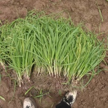 【推荐】安阳红根蒜苗基地直发供应商超市场批发欢迎下单